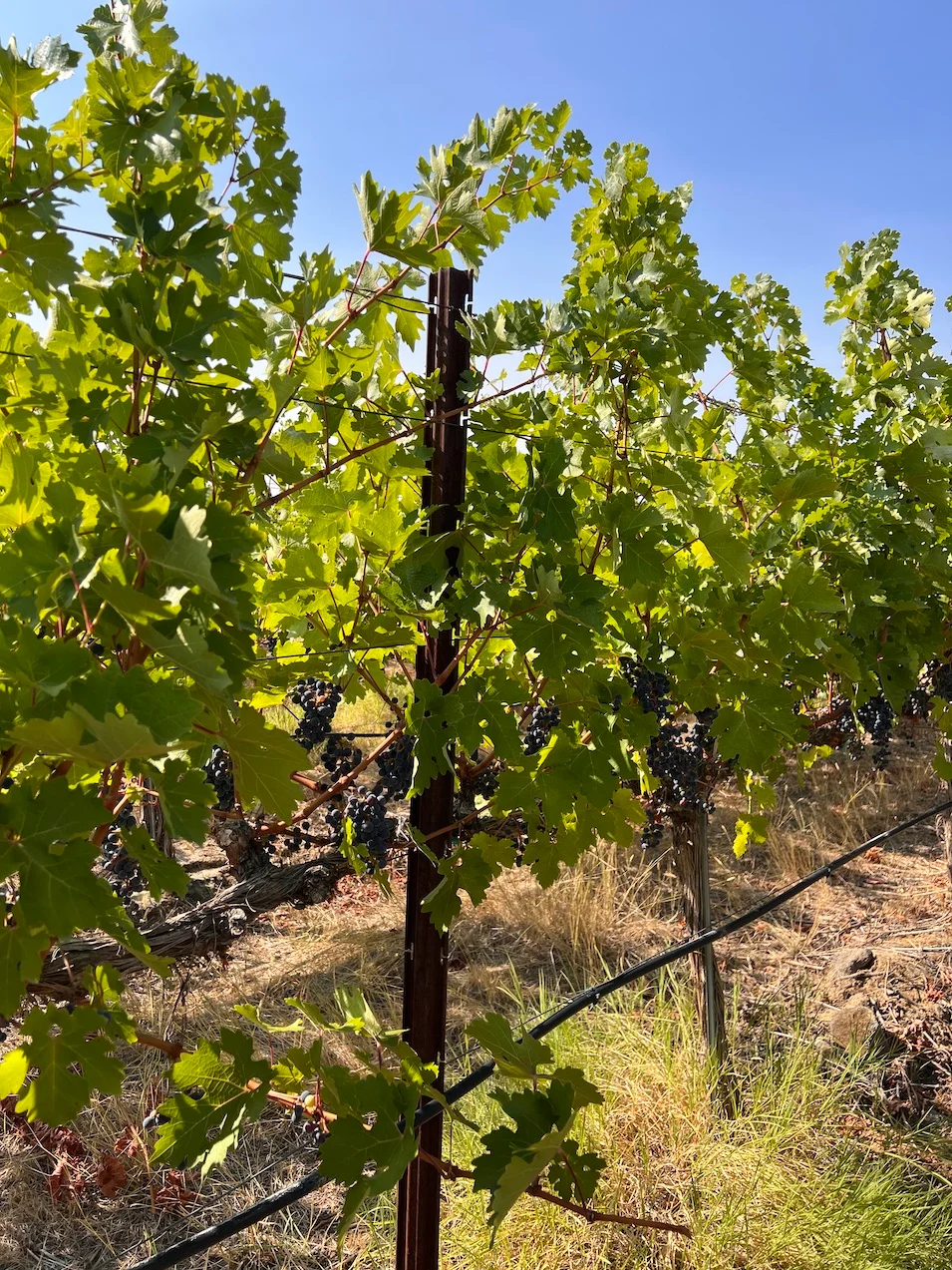 gritx_dsv_-_vineyard_application